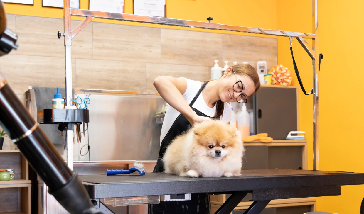 Dog groomer styling fluffy Pomeranian
