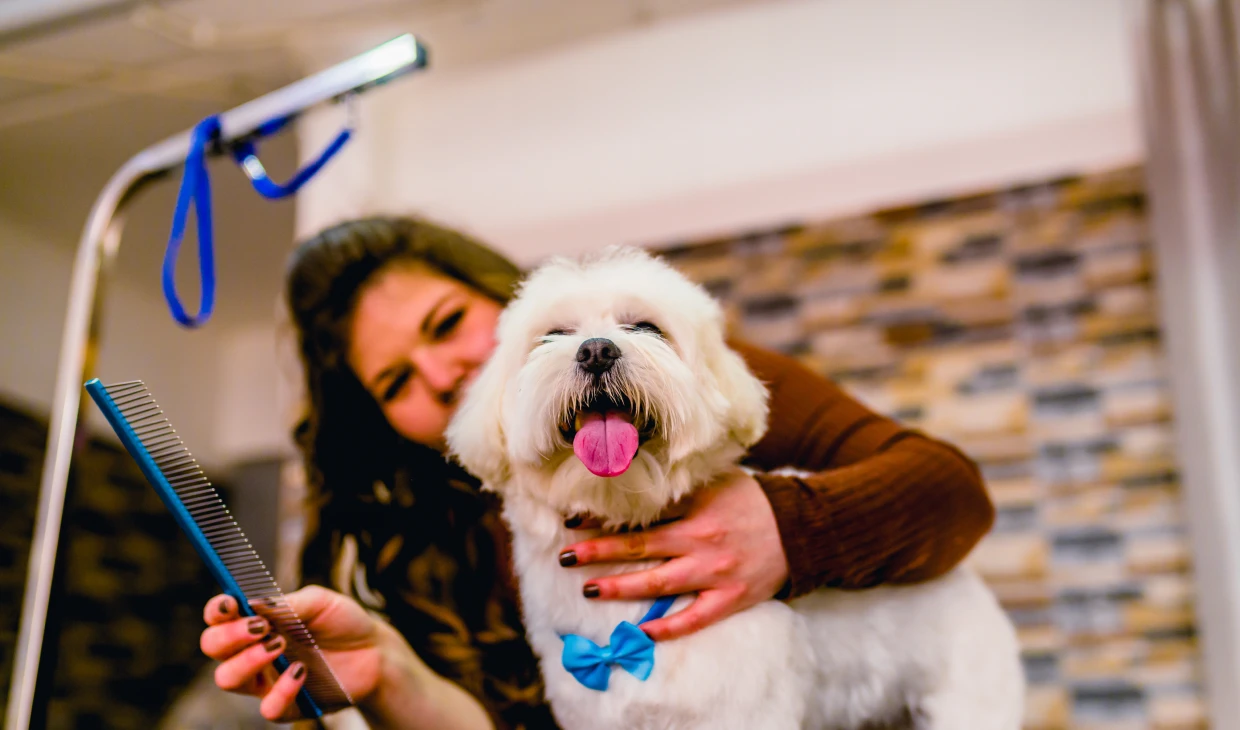 Happy dog at grooming session